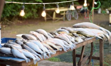 Prefeitura de Santana oferece peixes com preços reduzidos na Semana Santa